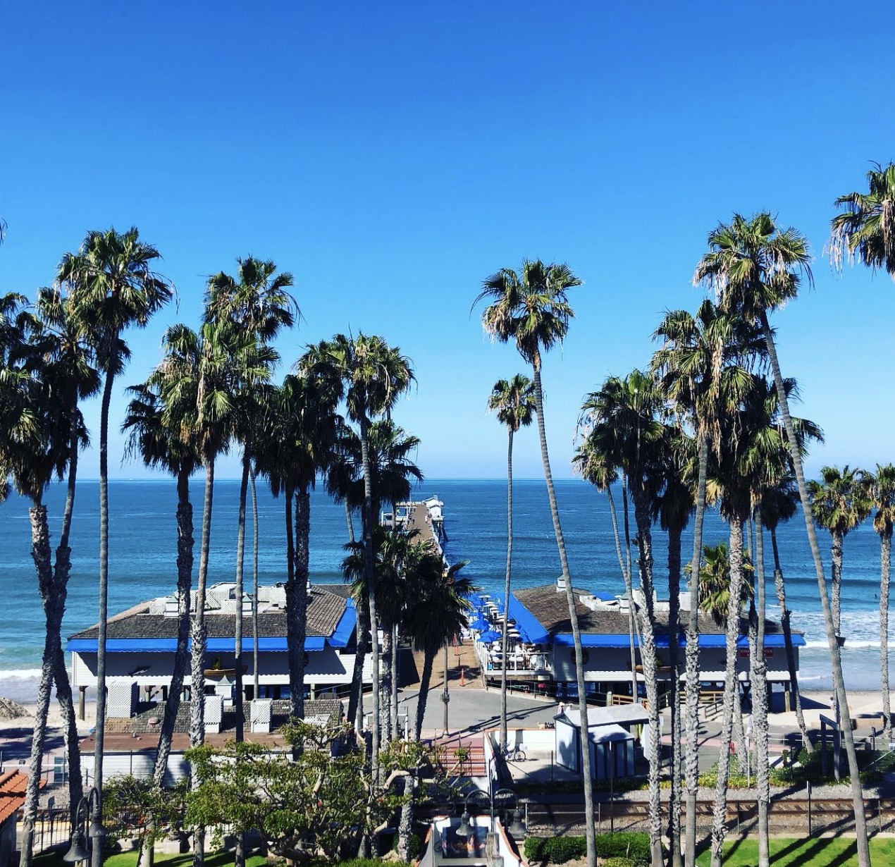 Palm trees framing the San Clemente Pier in daylight, near Caterina's